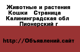 Животные и растения Кошки - Страница 8 . Калининградская обл.,Пионерский г.